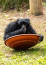 Siamang Gibbon (Symphalangus syndactylus) in Southeast Asia Royalty Free Stock Photo