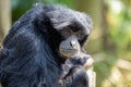 Siamang Gibbon (Symphalangus syndactylus) in Southeast Asia Royalty Free Stock Photo