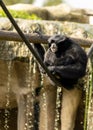 Siamang Gibbon (Symphalangus syndactylus) in Southeast Asia Royalty Free Stock Photo