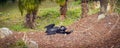 Siamang Gibbon under palm tree