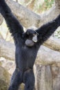 Siamang Hanging from Tree Branches Royalty Free Stock Photo