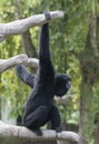 Siamang Hanging from Tree Branches Royalty Free Stock Photo