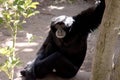 the siamang monkey is resting Royalty Free Stock Photo