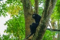 Of Siamang image Singapore Zoo Royalty Free Stock Photo