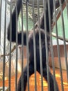 Monkey, ape in a cage at Raguna Wildlife Park (Ragunan Zoo)