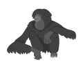 Siamang Monkey as Arboreal, Black-furred Gibbon Vector Illustration Royalty Free Stock Photo