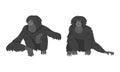 Siamang Monkey as Arboreal, Black-furred Gibbon Vector Set Royalty Free Stock Photo