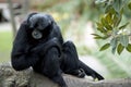 The siamang monkey is black with a grey face Royalty Free Stock Photo