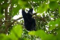 The Siamang mother is looking after and nursing the baby on the tree. Arboreal black-furred gibbon hanging in the tree Royalty Free Stock Photo