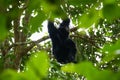 The Siamang mother is looking after and nursing the baby on the tree. Arboreal black-furred gibbon hanging in the tree Royalty Free Stock Photo