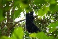 The Siamang mother is looking after and nursing the baby on the tree. Arboreal black-furred gibbon hanging in the tree Royalty Free Stock Photo