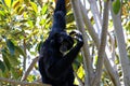 Siamang Scratching Head