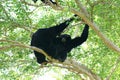 Siamang Symphalangus syndactylus