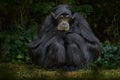 Siamang, Symphalangus syndactylus, big black monkey sitting in the nature habitat, dark gree forest vegetaion. Siamang from Royalty Free Stock Photo