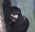 Siamang