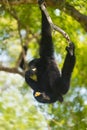 Siamang, Symphalangus syndactylus Royalty Free Stock Photo