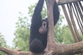 Siamang Symphalangus syndactylus 14