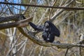 Siamang, Symphalangus syndactylus with long, gangling arms and long, dense, shaggy hair is on the branch Royalty Free Stock Photo