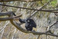 Siamang, Symphalangus syndactylus with long, gangling arms and long, dense, shaggy hair. Portrait of on the branch sitting siamang Royalty Free Stock Photo