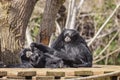 Siamang, Symphalangus syndactylus with long, gangling arms and long, dense, shaggy hair. Portrait of siamang family Royalty Free Stock Photo