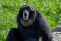 Siamang Symphalangus syndactylus a loud black gibbon from Thailand, Malaysia and Indonesia Royalty Free Stock Photo