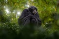 Siamang Symphalangus syndactylus, Malaysia, Indonesia. Monkey in forest.