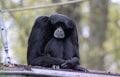 Siamang Royalty Free Stock Photo