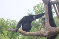 Siamang Symphalangus syndactylus 6 Royalty Free Stock Photo