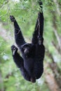 Endangered species Siamang or Symphalangus syndactylus There is a gray-pink bag on the neck. Royalty Free Stock Photo