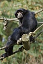 Siamang Symphalangus syndactylus Royalty Free Stock Photo