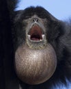 Siamang Throat Sac