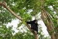 Siamang on tree.