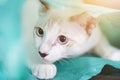 Siamcat playing in green clear plastic bag Royalty Free Stock Photo