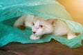 Siamcat playing in green clear plastic bag Royalty Free Stock Photo