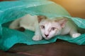 Siamcat playing in green clear plastic bag Royalty Free Stock Photo