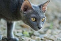 Siames blue cat Royalty Free Stock Photo