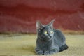 Siames blue cat Royalty Free Stock Photo