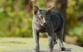 Siames blue cat Royalty Free Stock Photo