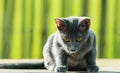 Siames blue cat Royalty Free Stock Photo