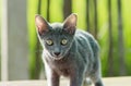 Siames blue cat Royalty Free Stock Photo