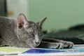 Siames blue cat sleeping Royalty Free Stock Photo