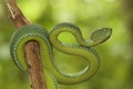 Siames peninsula pit viper Royalty Free Stock Photo