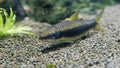 Siamese algae-eater Crossocheilus oblongus