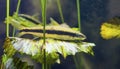 Siamese algae eater fish Crossocheilus siamensis