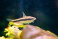 Siamese Algae Eater in a Freshwater Aquarium. Royalty Free Stock Photo