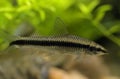 Siamese algae eater Royalty Free Stock Photo