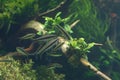 Siamese Algae Eater in Lisbon Oceanarium Royalty Free Stock Photo