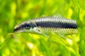 Siamese Algae Eater Royalty Free Stock Photo