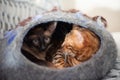 Siamese and Bengal Cat in Cat Cave Royalty Free Stock Photo