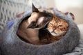 Siamese and Bengal Cat in Cat Cave Royalty Free Stock Photo